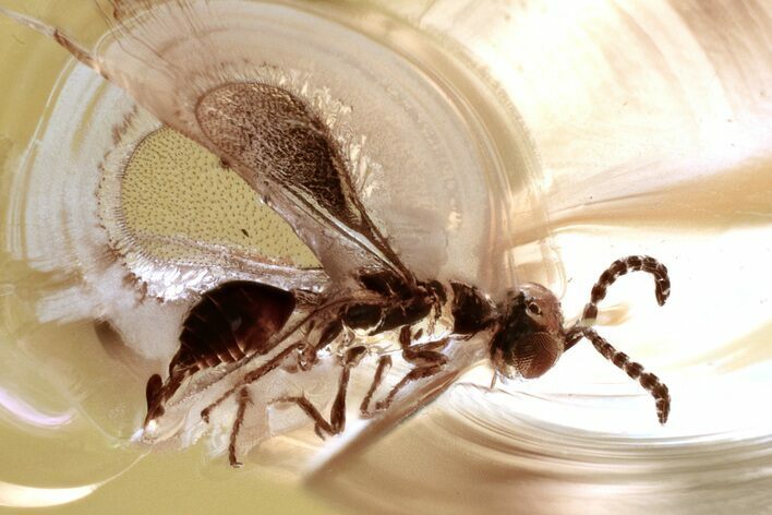 Detailed Fossil Wasp (Chalcidoidea) In Baltic Amber #330615